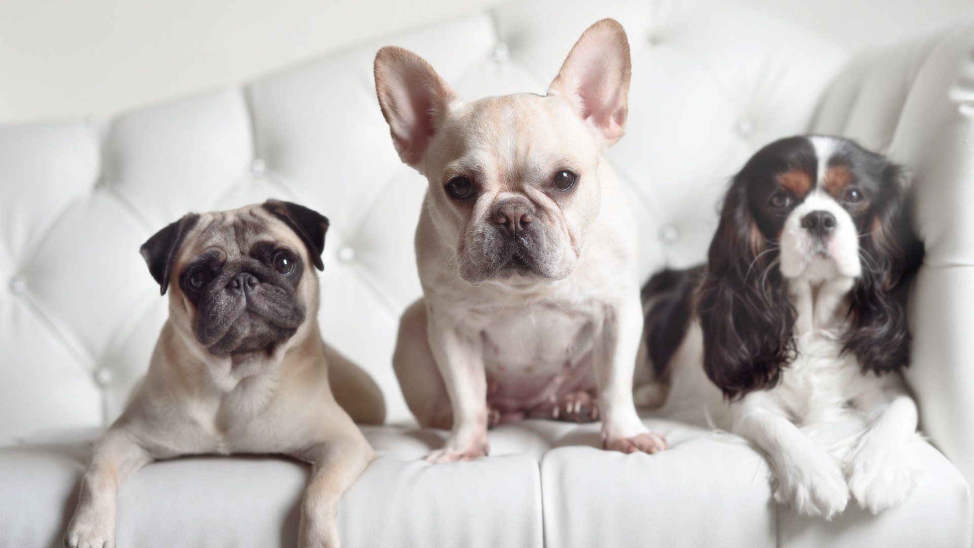 德甲升班马连续获胜，排名快速上升，本赛季德甲升班马