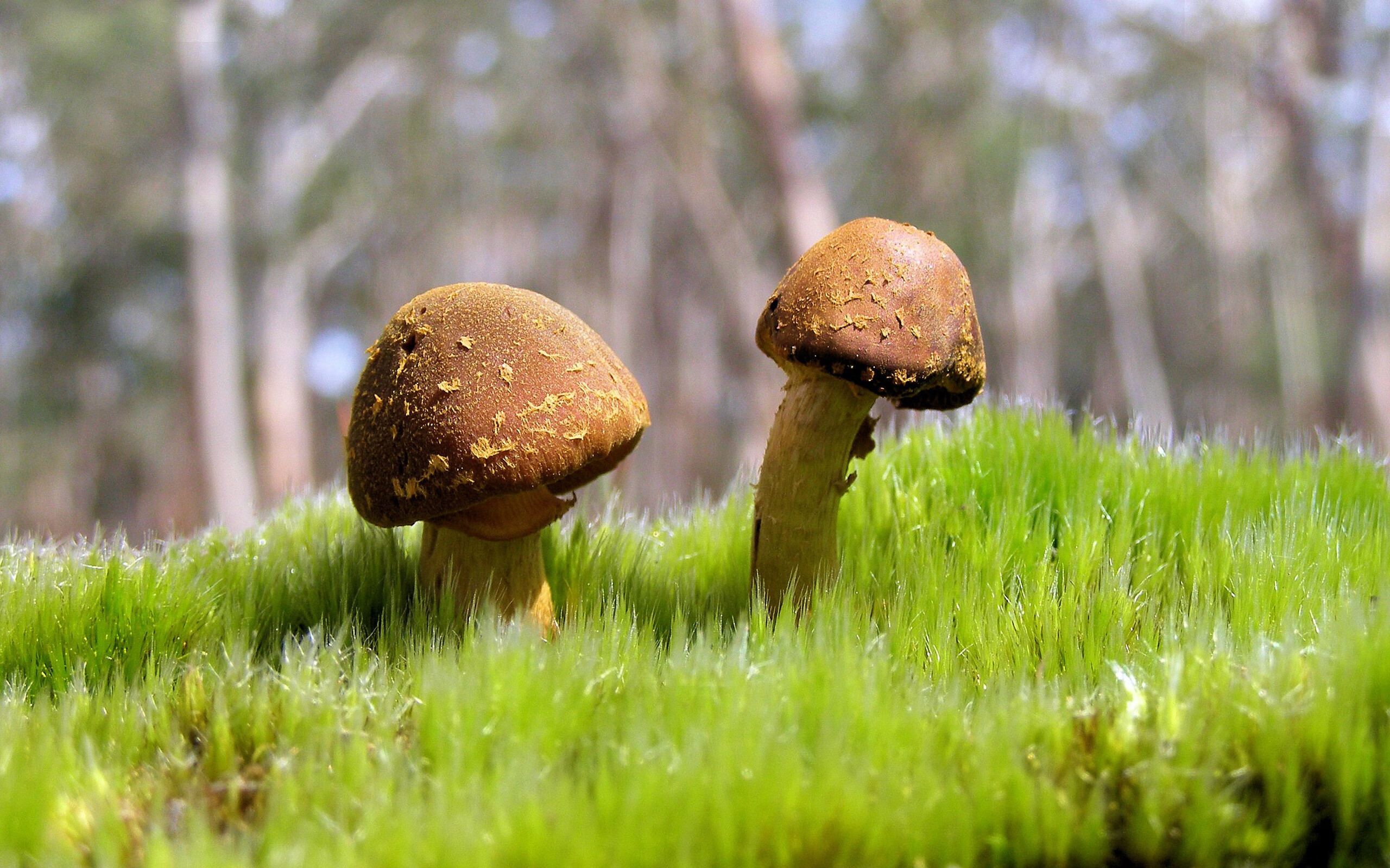 九游电子竞技-史上最“疯狂”的防守瞬间：挡住对手的“最后一道防线”！，最后一名防守队员破坏必进球